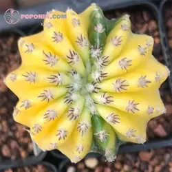 بذر دیسکو کاکتوس ابلق