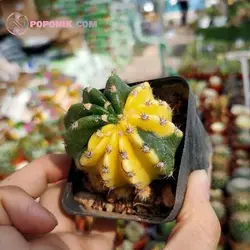 بذر دیسکو کاکتوس ابلق