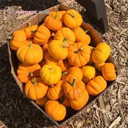 بذر کدو حلوایی جک