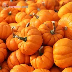 بذر کدو حلوایی جک