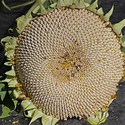 بذر گل آفتابگردان سفید