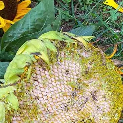 بذر گل آفتابگردان سفید