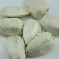 بذر گل آفتابگردان سفید