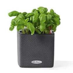 گلدان اتوماتیک لچوزا Lechuza-cube-14