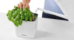 گلدان اتوماتیک لچوزا Lechuza-cube-14