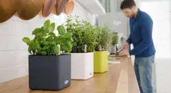 گلدان اتوماتیک لچوزا Lechuza-cube-14