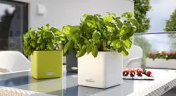 گلدان اتوماتیک لچوزا Lechuza-cube-14