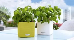 گلدان اتوماتیک لچوزا Lechuza-cube-14