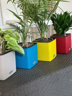 گلدان اتوماتیک لچوزا Lechuza-cube-14