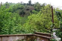 چای سیاه ممتاز لاهیجان