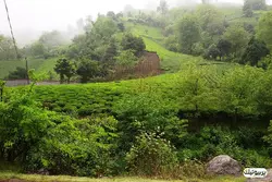 چای سیاه ممتاز لاهیجان