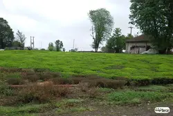 چای سیاه ممتاز لاهیجان