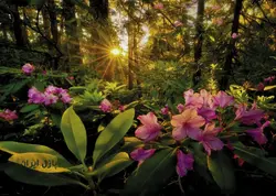 پازل ۲۰۰۰ تکه گل خرزه هندی اثر مارک آداموس