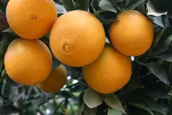 پرتقال تامسون شمال بسته 5 کیلویی