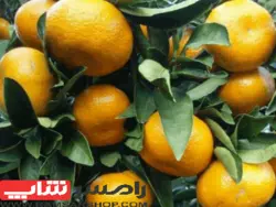 نارنگی انشو (ژاپنی) بسته 5 کیلویی