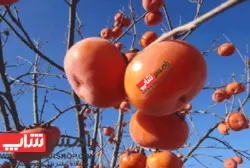 خرمالوی تازه بسته 8 کیلویی