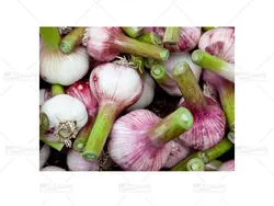 سیر تازه مقدار یک کیلو - رامسرشاپ ؛ فروشگاه اینترنتی سوغات شمال