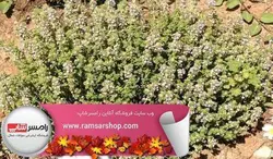 آویشن خشک بسته 100 گرمی