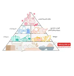 برنج هاشمی ممتاز گلستان مقدار 4.5 کیلوگرم