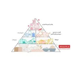 رشته سوپی آشیانه‌ ای زر ماکارون – 200 گرم