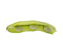 خرید اینترنتی باقلا تازه با پوست | فروشگاه اینترنتی سبد تازه