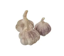 خرید اینترنتی سیر خشک | فروشگاه اینترنتی سبد تازه