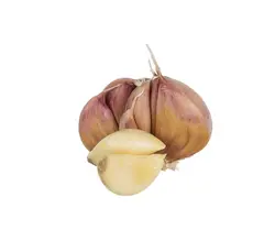 خرید اینترنتی سیر خشک | فروشگاه اینترنتی سبد تازه