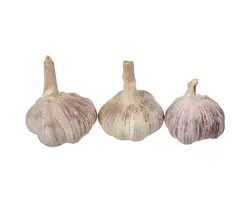 خرید اینترنتی سیر خشک | فروشگاه اینترنتی سبد تازه