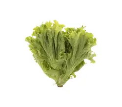 خرید اینترنتی کاهو فرانسوی لولو بیوندا تازه | فروشگاه اینترنتی سبد تازه