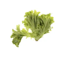 خرید اینترنتی کاهو فرانسوی لولو بیوندا تازه | فروشگاه اینترنتی سبد تازه