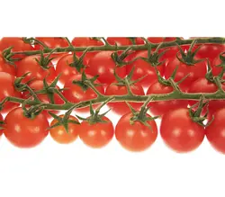 خرید اینترنتی گوجه فرنگی گلخانه ای خوشه ای | فروشگاه اینترنتی سبد تازه