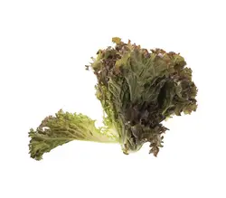 خرید اینترنتی کاهو فرانسوی لولو رزا تازه | فروشگاه اینترنتی سبد تازه