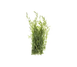 خرید اینترنتی مرزه دسته شده آماده شستشو | فروشگاه اینترنتی سبد تازه