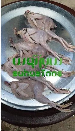 پرکن بلدرچین ، پر کن کبک