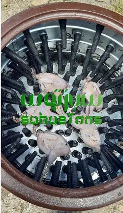 پرکن بلدرچین ، پر کن کبک