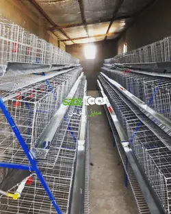 قفس کوچک بلدرچین