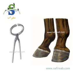 هوف تستر اسب