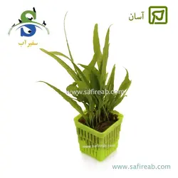 میکروسوریوم پتروپوس اس پی (جاوا)