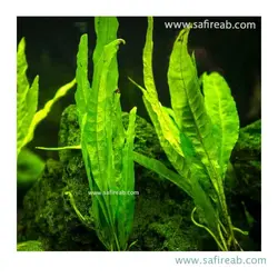 میکروسوریوم پتروپوس اس پی (جاوا)