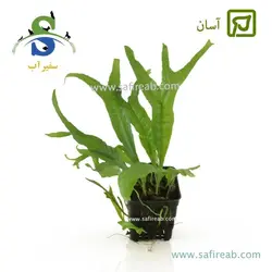 میکروسوریوم ویندلو تیپ