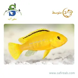 ماهی سیچلاید ماکرو زرد