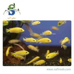 ماهی سیچلاید ماکرو زرد