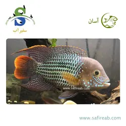 ماهی سیچلاید گرین ترور