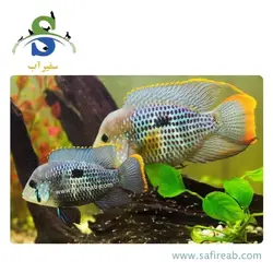ماهی سیچلاید گرین ترور