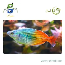 ماهی رمبو بوسمانی