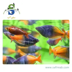 ماهی رمبو بوسمانی