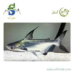 ماهی پنگوسی باله بلند