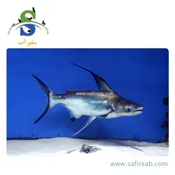 ماهی پنگوسی باله بلند