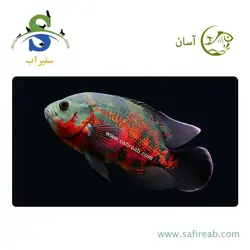ماهی اسکار تایگر