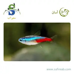 ماهی تترا نئون